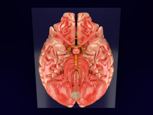 Circle of willis 3D Model