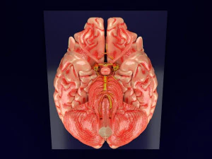 Circle of willis 3D Model