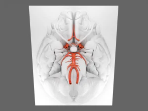 Circle of willis 3D Model