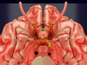 Circle of willis 3D Model