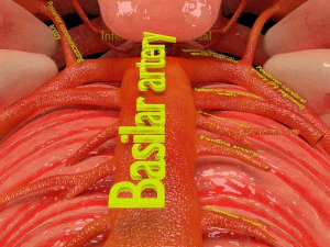 Circle of willis 3D Model