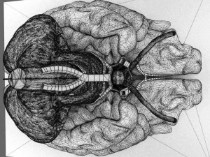 Circle of willis 3D Model