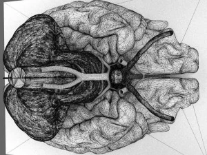 Circle of willis 3D Model