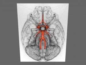 Circle of willis 3D Model