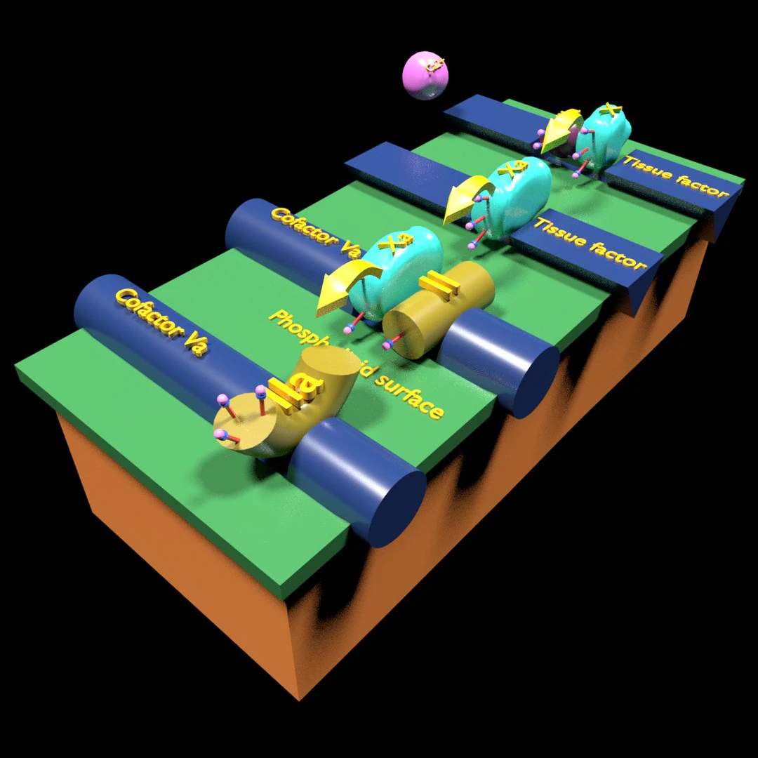 3D COAGULATION CASCADE COMMON PATHWAY 3D Model .c4d .max .obj .3ds .fbx .stl .blend