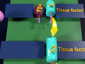 3D COAGULATION CASCADE COMMON PATHWAY 3D Model