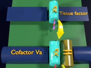 3D COAGULATION CASCADE COMMON PATHWAY 3D Model
