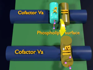 3D COAGULATION CASCADE COMMON PATHWAY 3D Model