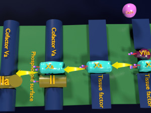3D COAGULATION CASCADE COMMON PATHWAY 3D मॉडल