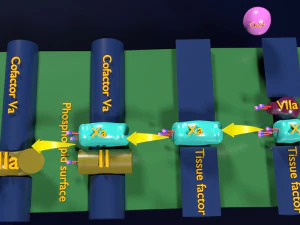 3D COAGULATION CASCADE COMMON PATHWAY 3D Model