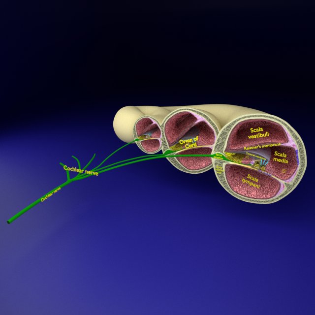 Cochlear duct organ of corti 3D 3D Model .c4d .max .obj .3ds .fbx .stl .blend 