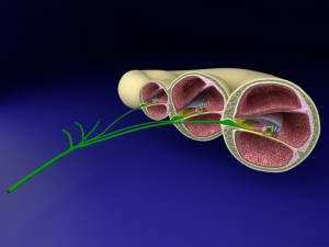 Cochlear duct organ of corti 3D 3D Model