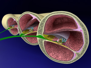 Cochlear duct organ of corti 3D 3D Model