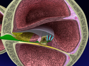 Cochlear duct organ of corti 3D 3D Model