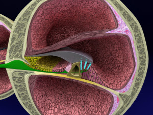 Cochlear duct organ of corti 3D 3D Model