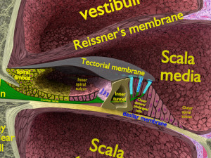 Cochlear duct organ of corti 3D 3D Model