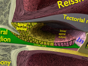 Cochlear duct organ of corti 3D 3D Model