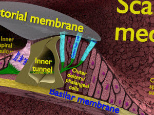 Cochlear duct organ of corti 3D 3D Model