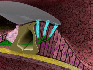 Cochlear duct organ of corti 3D 3D Model