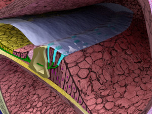 Cochlear duct organ of corti 3D 3D Model