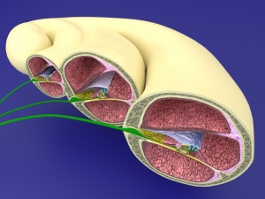 Cochlear duct organ of corti 3D 3D Model