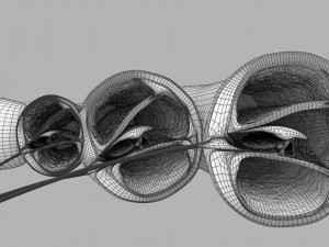 Cochlear duct organ of corti 3D 3D Model