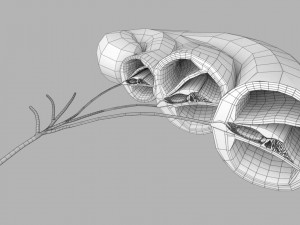 Cochlear duct organ of corti 3D 3D Model