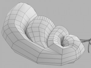 Cochlear duct organ of corti 3D 3D Model
