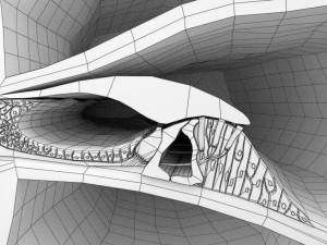 Cochlear duct organ of corti 3D 3D Model