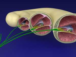 Cochlear duct organ of corti 3D 3D Model