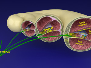 Cochlear duct organ of corti 3D 3D Model