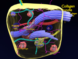 3D connective tissue elements labelled 3D Model