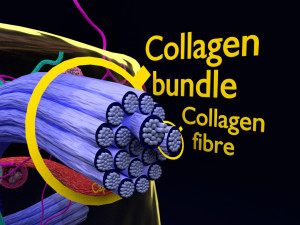 3D connective tissue elements labelled Modello 3D