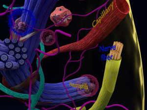 3D connective tissue elements labelled Modello 3D