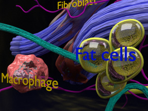 3D connective tissue elements labelled Modello 3D