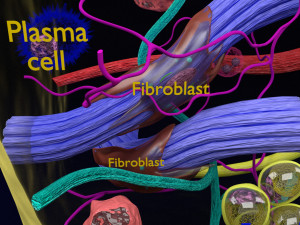 3D connective tissue elements labelled Modello 3D