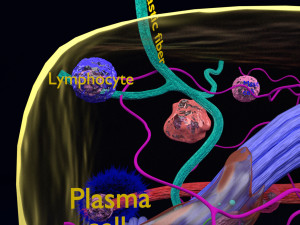 3D connective tissue elements labelled Modello 3D