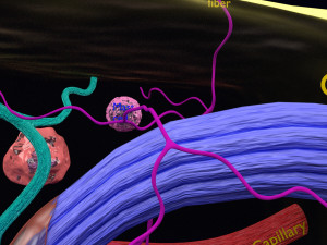 3D connective tissue elements labelled Modello 3D