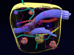 3D connective tissue elements labelled Modello 3D