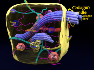 3D connective tissue elements labelled Modello 3D