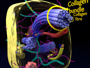 3D connective tissue elements labelled Modello 3D