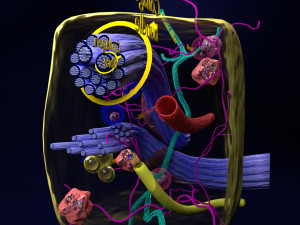 3D connective tissue elements labelled Modello 3D