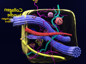 3D connective tissue elements labelled Modello 3D