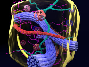 3D connective tissue elements labelled Modello 3D