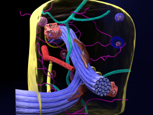 3D connective tissue elements labelled Modello 3D