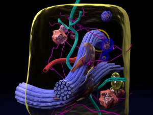 3D connective tissue elements labelled Modello 3D