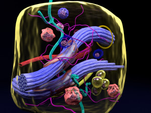 3D connective tissue elements labelled Modello 3D