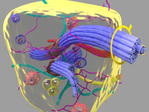 3D connective tissue elements labelled Modello 3D