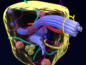3D connective tissue elements labelled Modello 3D