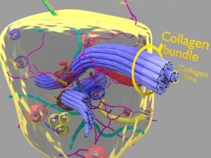 3D connective tissue elements labelled Modello 3D